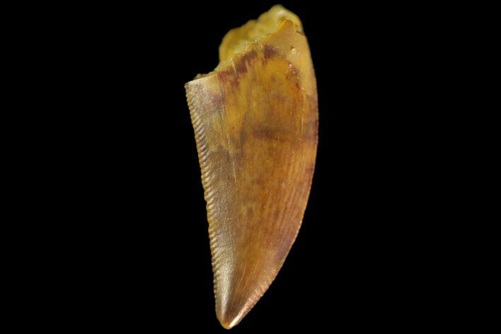 Serrated, Raptor Tooth - Real Dinosaur Tooth #179604